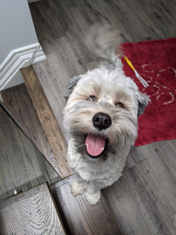 Gilligan dog goofy face emotional intelligence