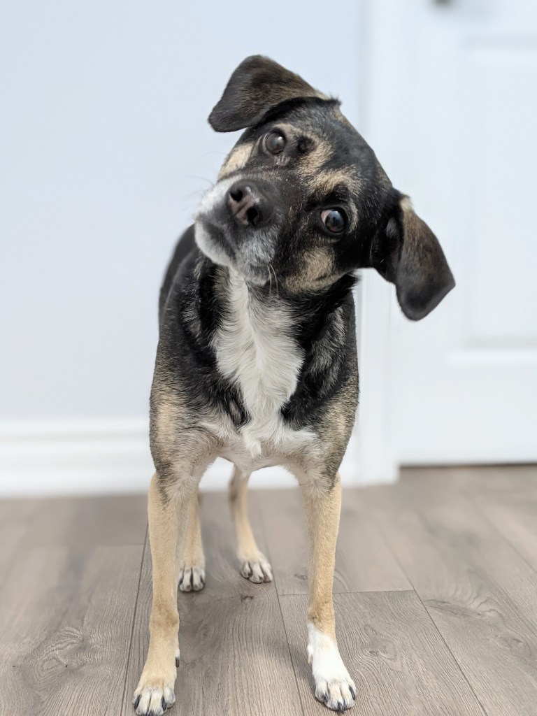 emotional intelligence dog